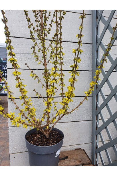 Купити саджанець форзиції ’Kumson’